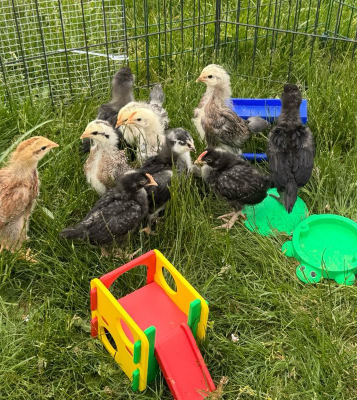 Turtle "Sandbox" for feeding Baby Poultry